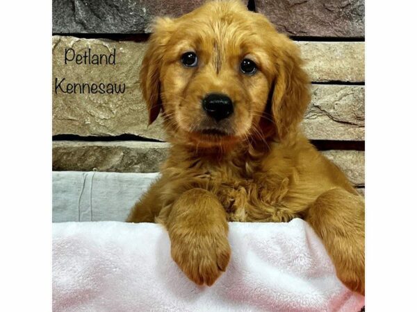 Golden Retriever DOG Female Gold 28293 Petland Kennesaw, Georgia