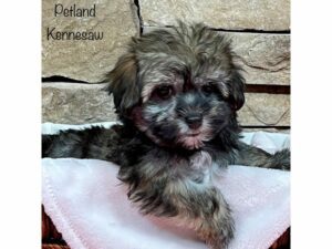 Havanese-DOG-Female-Silver Brindle-28301-Petland Kennesaw, Georgia