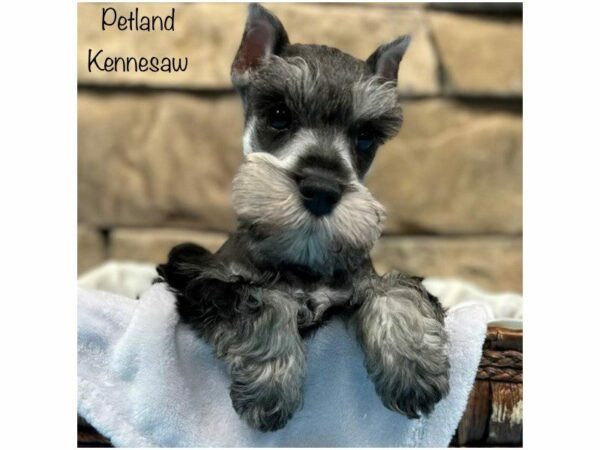 Miniature Schnauzer DOG Male Salt / Pepper 28348 Petland Kennesaw, Georgia