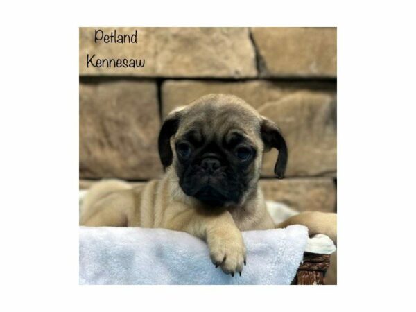 Pug-DOG-Male-Fawn-28322-Petland Kennesaw, Georgia