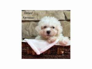 Cavachon-DOG-Female-White-28336-Petland Kennesaw, Georgia