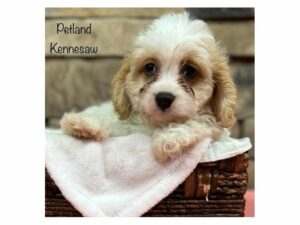 Cavachon-DOG-Female-Brown / White-28351-Petland Kennesaw, Georgia
