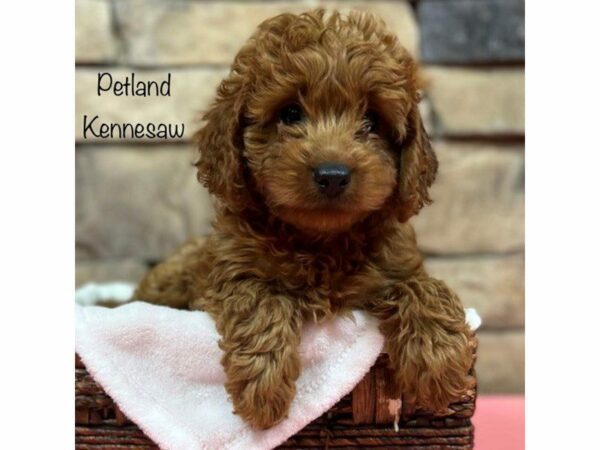 Cavapoo DOG Female Red 28350 Petland Kennesaw, Georgia