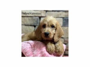 Labradoodle-DOG-Female-Apricot-28370-Petland Kennesaw, Georgia