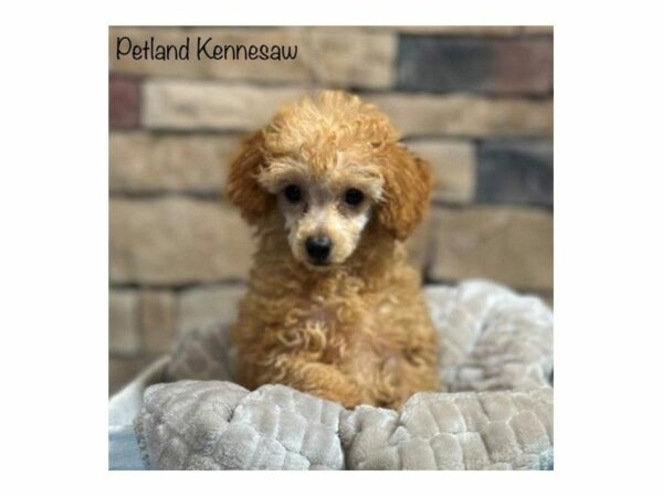 Miniature Poodle-DOG-Male-Red-28355-Petland Kennesaw, Georgia