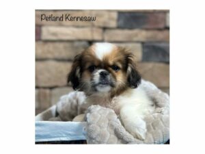 Pekingese-DOG-Male-Sable / White-28357-Petland Kennesaw, Georgia