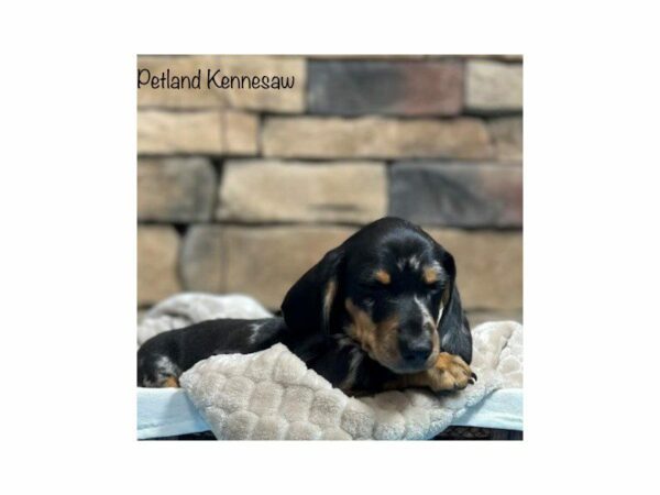 Dachshund-DOG-Male-Silver Dapple / Tan-28372-Petland Kennesaw, Georgia