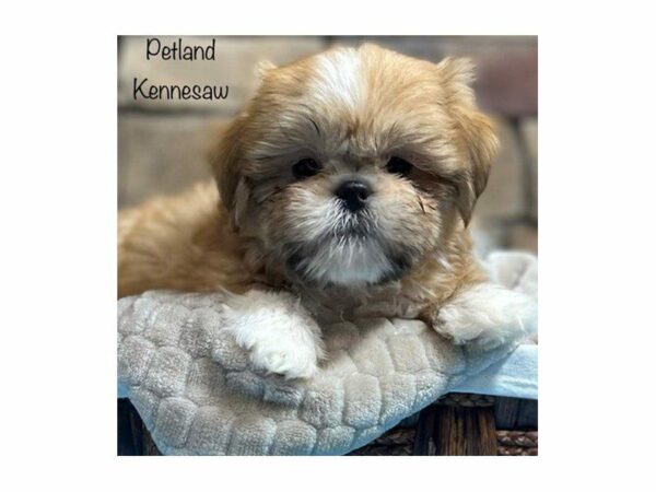 Shih Tzu DOG Male Brown / White 28371 Petland Kennesaw, Georgia