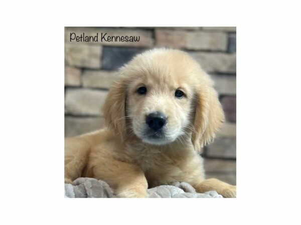 Golden Retriever DOG Male Gold 28380 Petland Kennesaw, Georgia