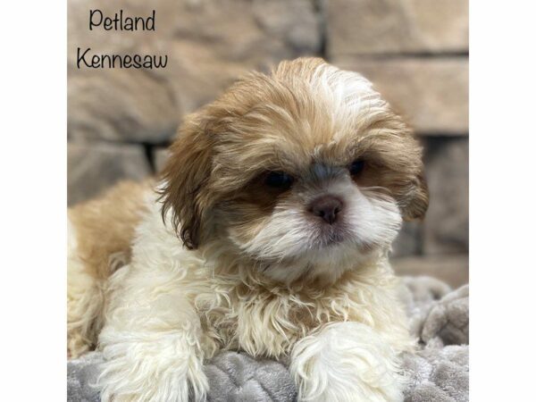 Shih Tzu DOG Male Liver / White 28387 Petland Kennesaw, Georgia