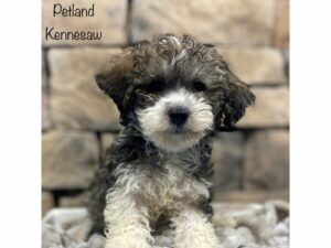 Havanese-DOG-Male-Brown / White-28404-Petland Kennesaw, Georgia