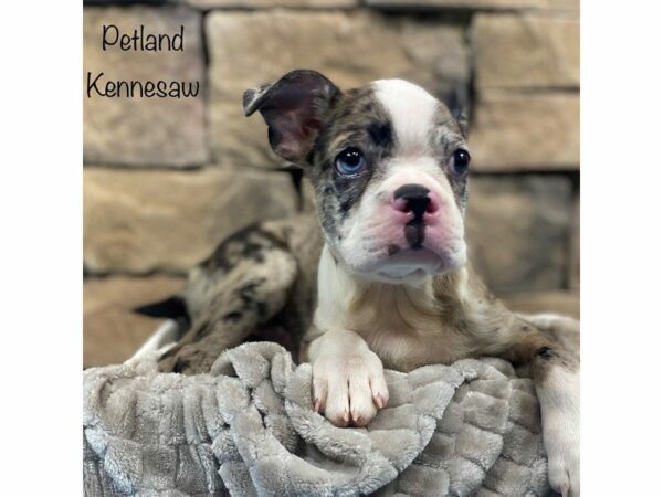 Boston Terrier-DOG-Male-Blue Merle-28393-Petland Kennesaw, Georgia