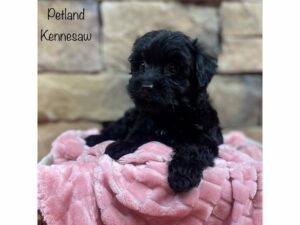Yorkiepoo-Dog-Female-Black / Tan-28399-Petland Kennesaw, Georgia