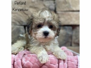 Havanese-DOG-Female-Brown / White-28403-Petland Kennesaw, Georgia