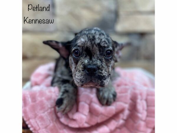 French Bulldog DOG Female Blue Merle 28391 Petland Kennesaw, Georgia