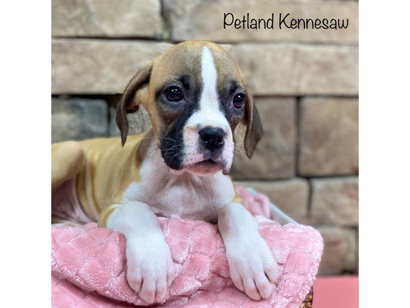 BoxerDOGFemaleFawn / White3769006Petland Kennesaw,