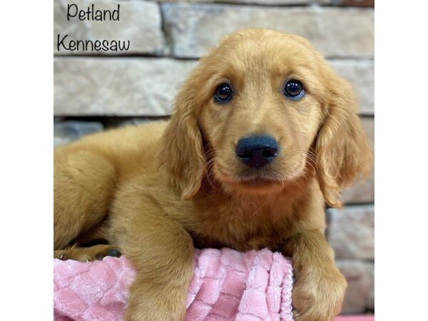 Golden Retriever DOG Female Red 28428 Petland Kennesaw, Georgia