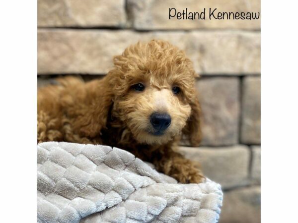 Miniature Goldendoodle 2nd Gen-DOG-Male-Red-28441-Petland Kennesaw, Georgia