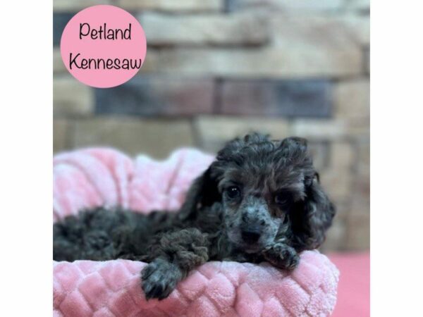 Miniature Poodle-DOG-Female-Blue Merle-28475-Petland Kennesaw, Georgia