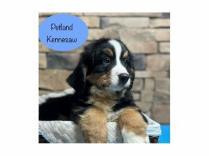 Bernese Mountain Dog-DOG-Male-Black Rust / White-28463-Petland Kennesaw, Georgia