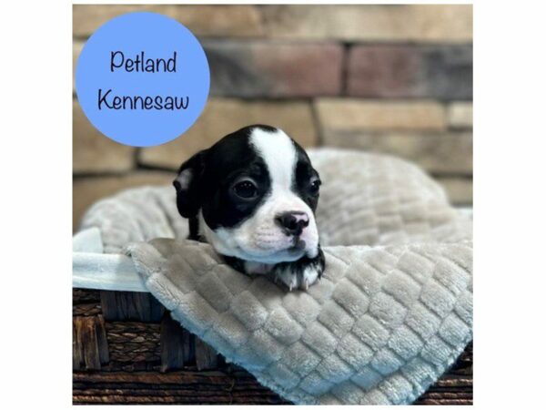 Boston Terrier-DOG-Male-Black / White-28445-Petland Kennesaw, Georgia