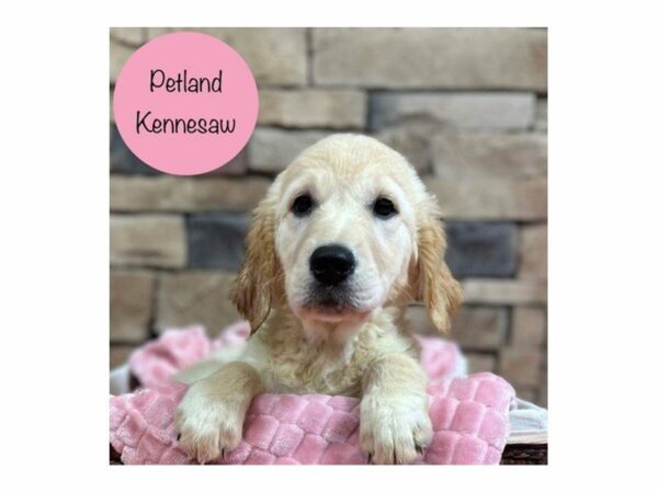 Golden Retriever DOG Female Cream 28442 Petland Kennesaw, Georgia