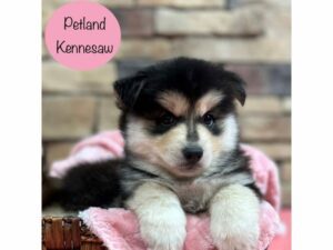 Pomsky-DOG-Female-Black / White-28483-Petland Kennesaw, Georgia