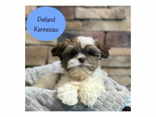 Shih Tzu DOG Male Brown / White 28451 Petland Kennesaw, Georgia