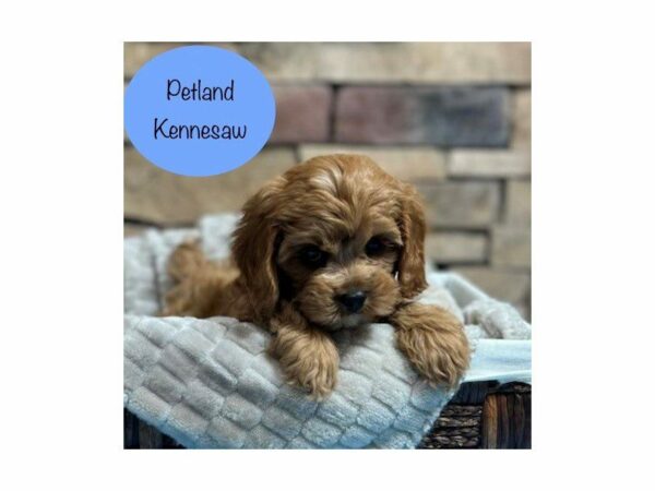 Cavapoo DOG Male Red 28469 Petland Kennesaw, Georgia