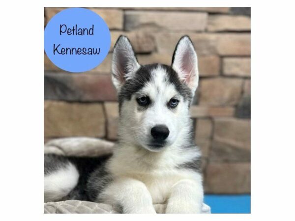 Siberian Husky-DOG-Male-Black / White-28446-Petland Kennesaw, Georgia