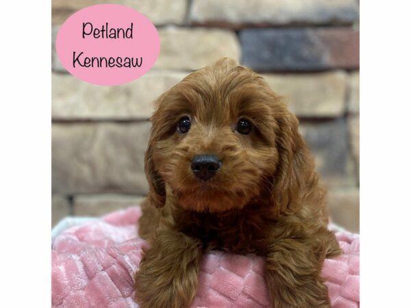 Cavapoo DOG Female Red 28498 Petland Kennesaw, Georgia