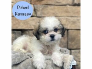 Shih Tzu-Dog-Male-Brown / White-28493-Petland Kennesaw, Georgia