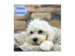 Bichon Frise-DOG-Male-White-28523-Petland Kennesaw, Georgia