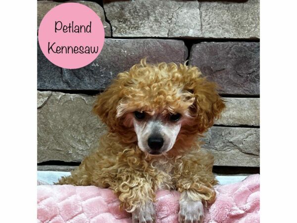 Miniature Poodle-DOG-Female-Red-28533-Petland Kennesaw, Georgia