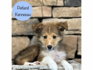 Shetland Sheepdog-Dog-Male-Sable / White-28530-Petland Kennesaw, Georgia