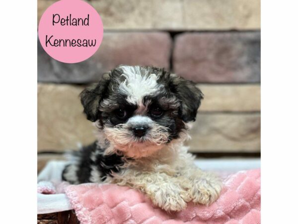 Teddy Bear DOG Female Brown / White 28556 Petland Kennesaw, Georgia