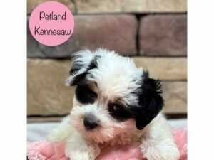 Havanese-DOG-Female-White / Black-28560-Petland Kennesaw, Georgia