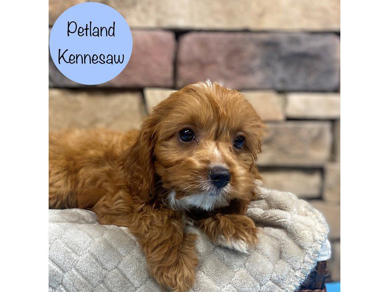 Cavapoo Small Animal Ruby ID:28594 Located at Petland Kennesaw, Georgia