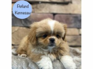 Pekingese-Dog-Male-Cream-28576-Petland Kennesaw, Georgia