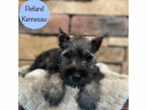 Miniature Schnauzer-Dog-Male-Salt / Pepper-28572-Petland Kennesaw, Georgia
