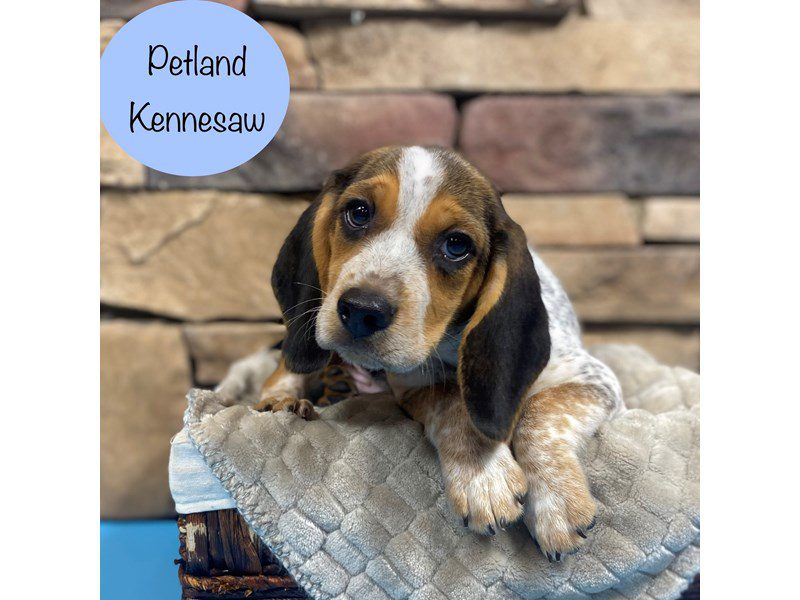 Beagle Small Animal Tri-Colored ID:28575 Located at Petland