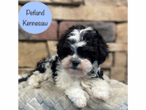 Havanese-DOG-Male-Black / White-28568-Petland Kennesaw, Georgia