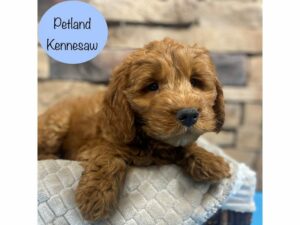 Miniature Goldendoodle-DOG-Male-Red-28582-Petland Kennesaw, Georgia