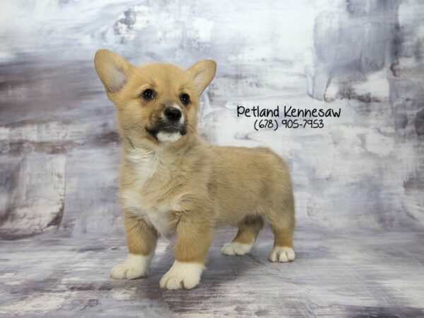 7 Fun Facts About Corgis