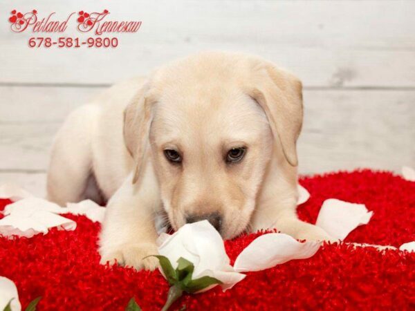 Easy to Train Dog Breeds for First-Time Owners