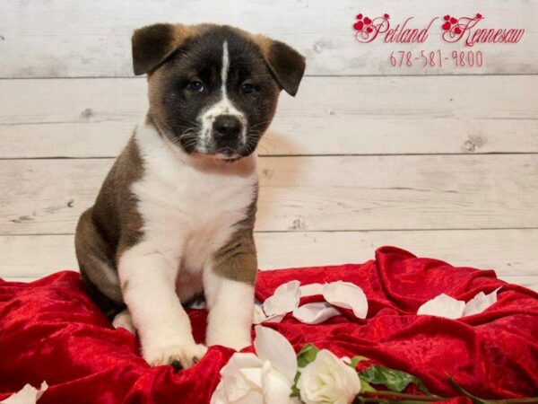 Akita DOG Male Black / Fawn 19898 Petland Kennesaw, Georgia