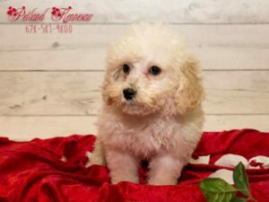 Bichon Poo-DOG-Female-APCT-19909-Petland Kennesaw, Georgia
