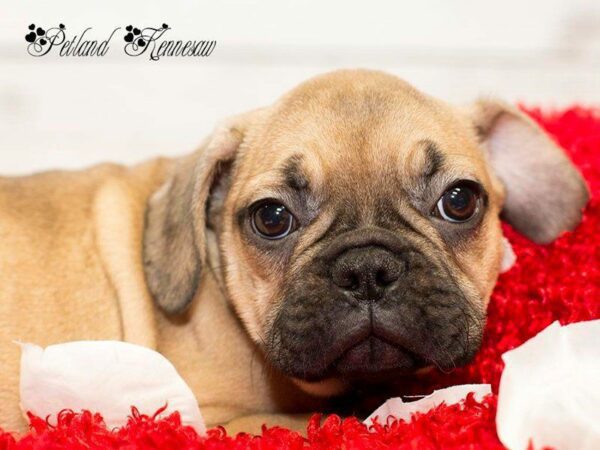 French Bulldog-DOG-Female-Fawn-19954-Petland Kennesaw, Georgia