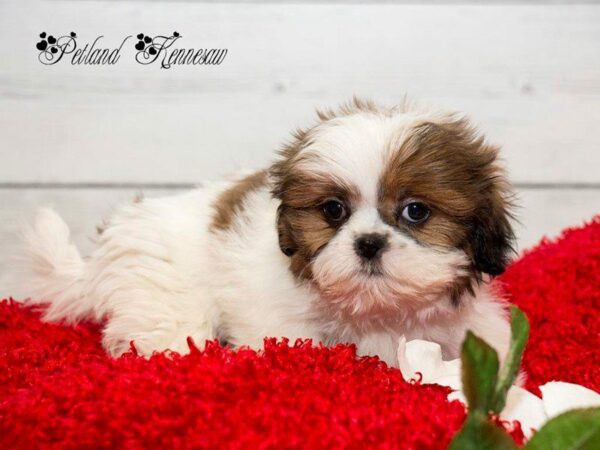 Shih Tzu-DOG-Female-RD & WH-19941-Petland Kennesaw, Georgia