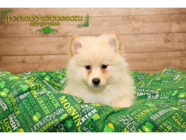 Pomsky 2nd Gen DOG Female Cream 19961 Petland Kennesaw, Georgia